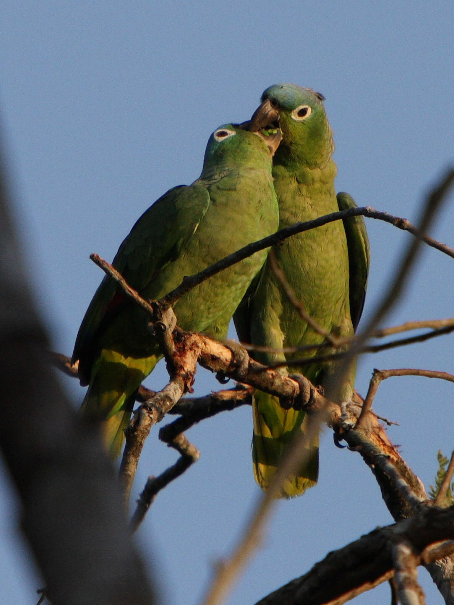 Image of Southern Mealy Amazon