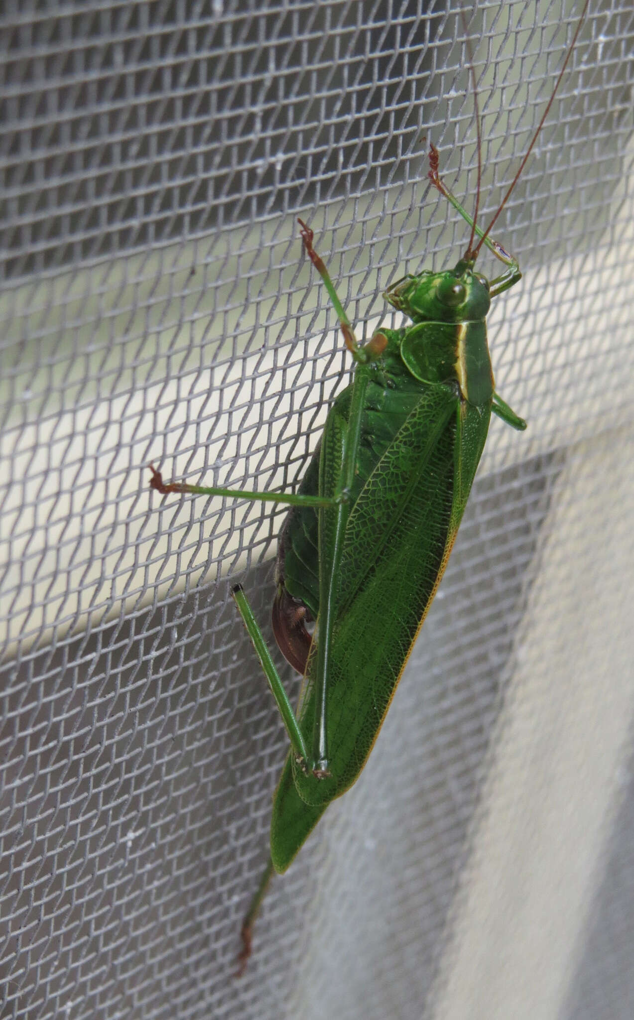 Image of Treetop Bush Katydid