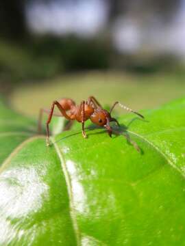 Plancia ëd Acromyrmex octospinosus (Reich 1793)