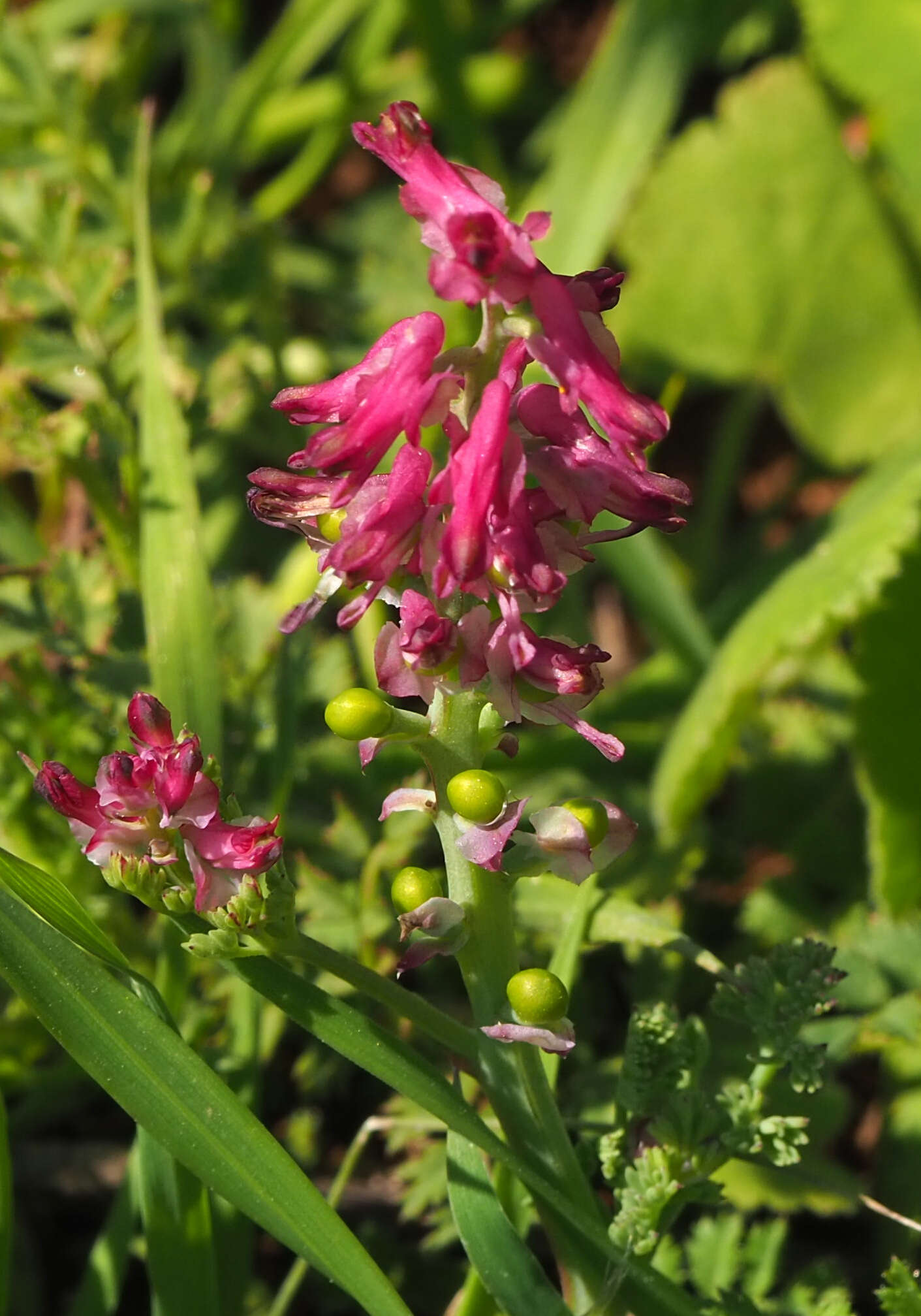 Image of Fumitory