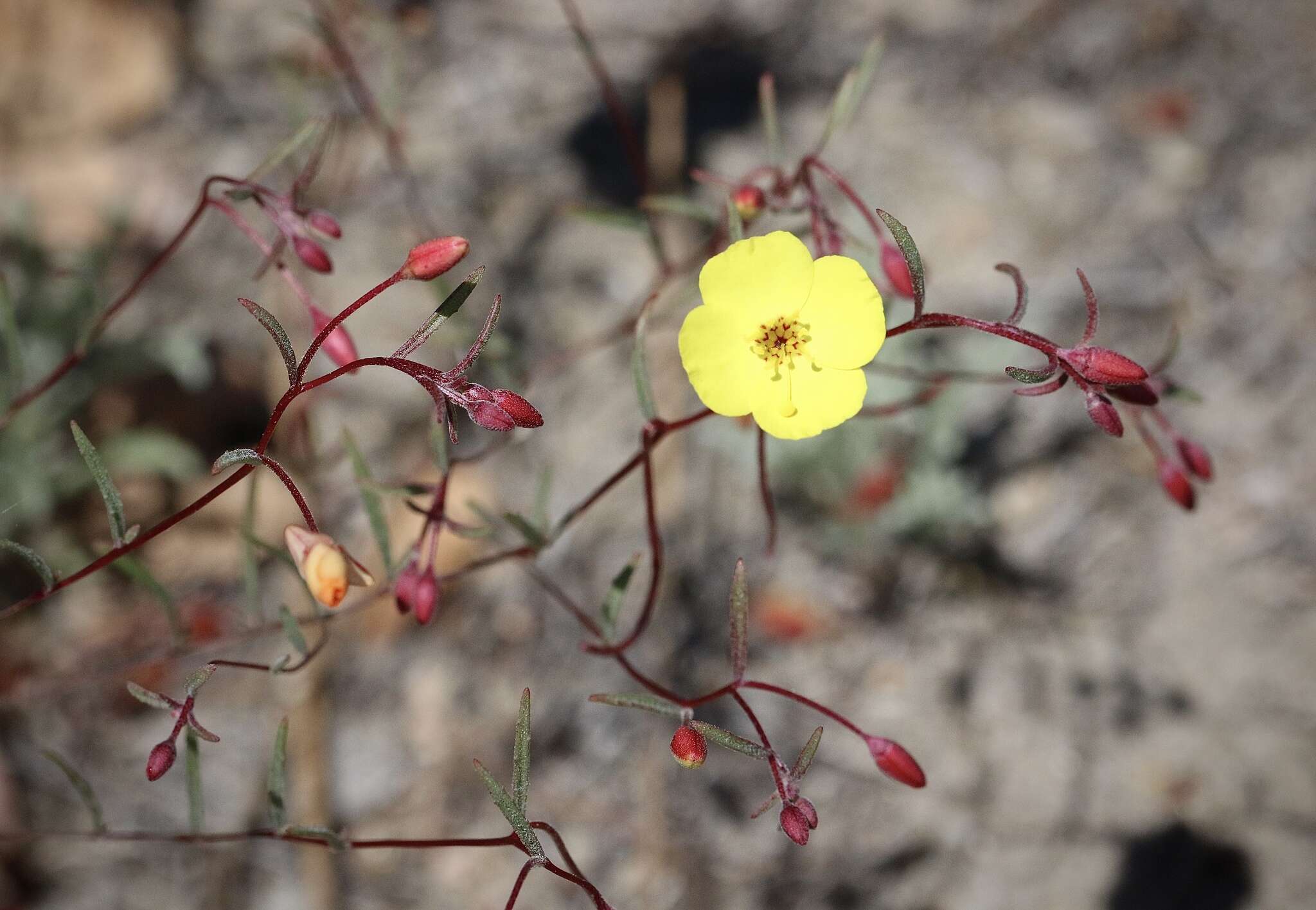 Image of Mojave suncup