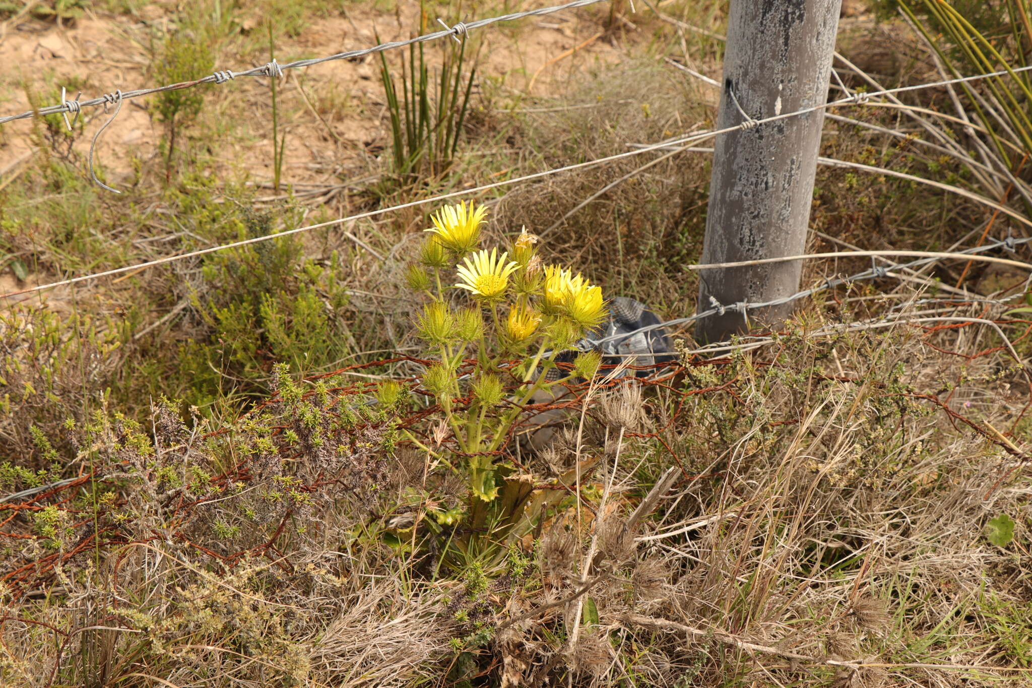 Image of Berkheya carlinoides (Vahl) Willd.