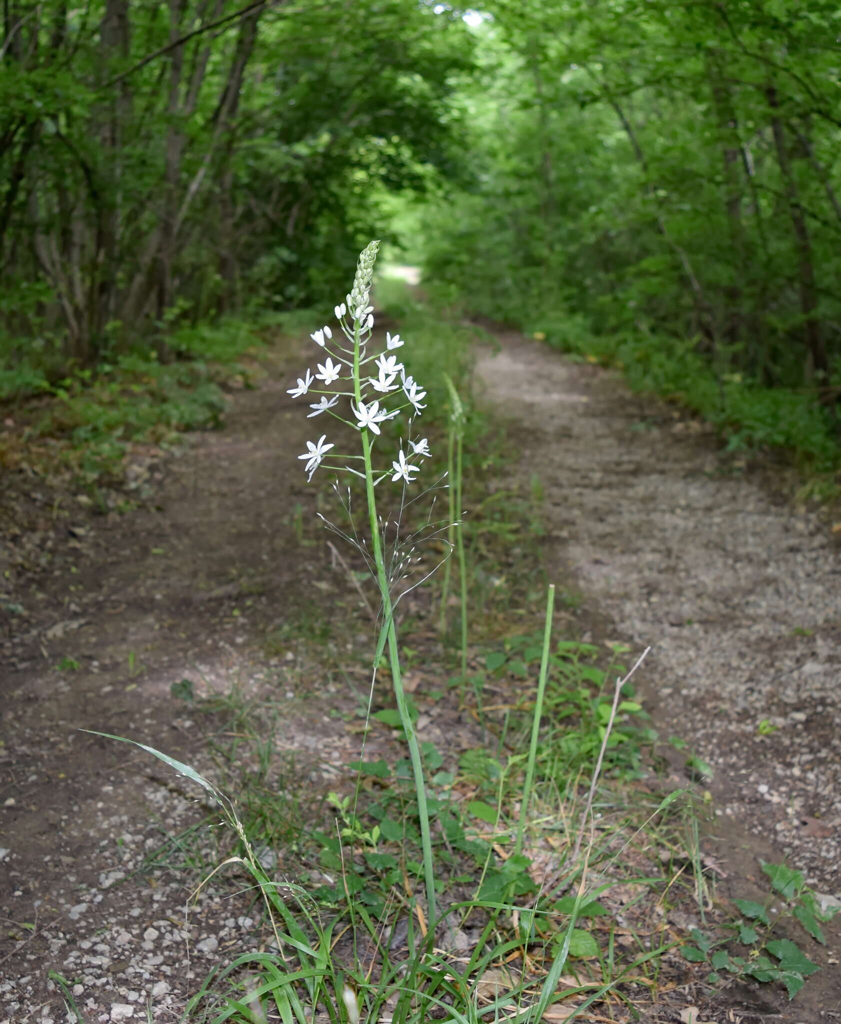 Image of Ornithogalum arcuatum Steven