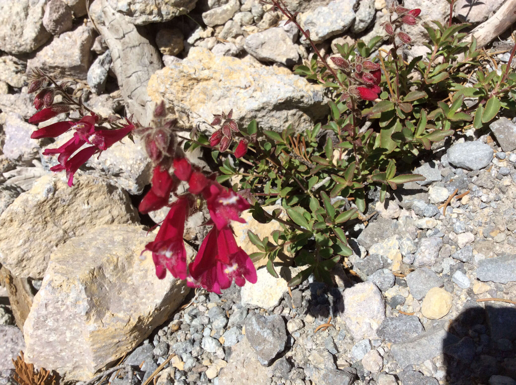 Слика од Penstemon newberryi Gray