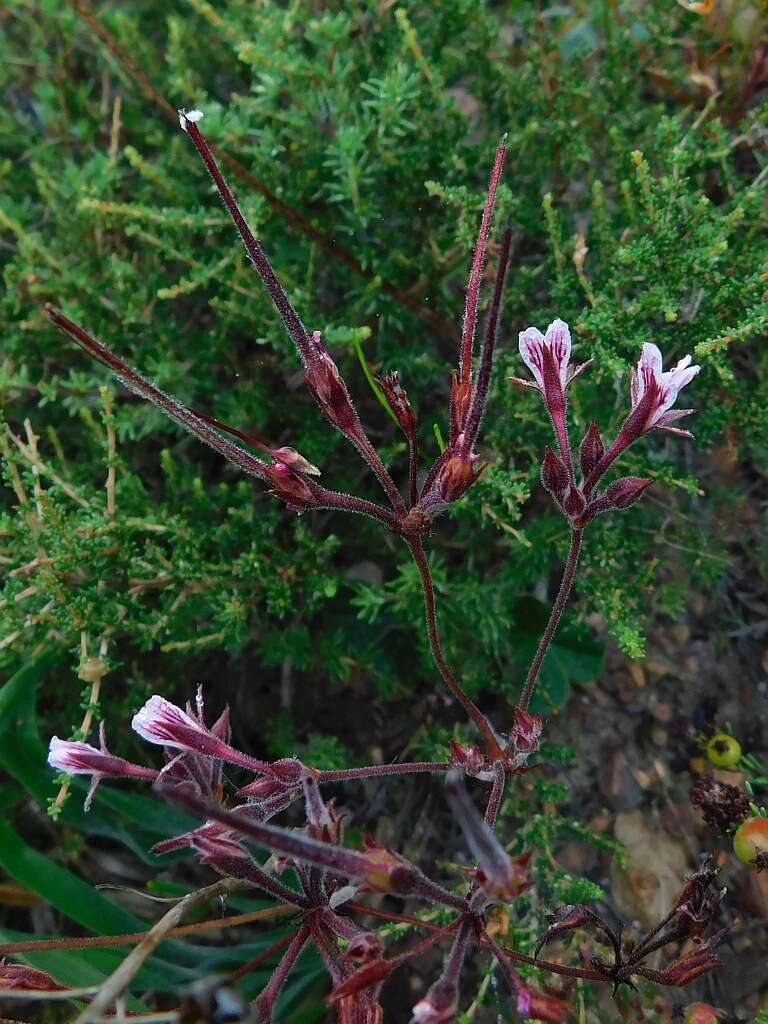 Image of Pelargonium caledonicum L. Bolus