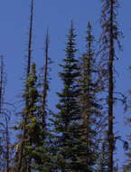 Image of corkbark fir