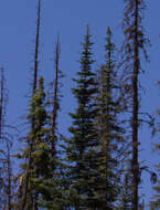 Abies lasiocarpa var. arizonica (Merriam) Lemmon的圖片