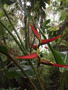 Plancia ëd Heliconia latispatha Benth.