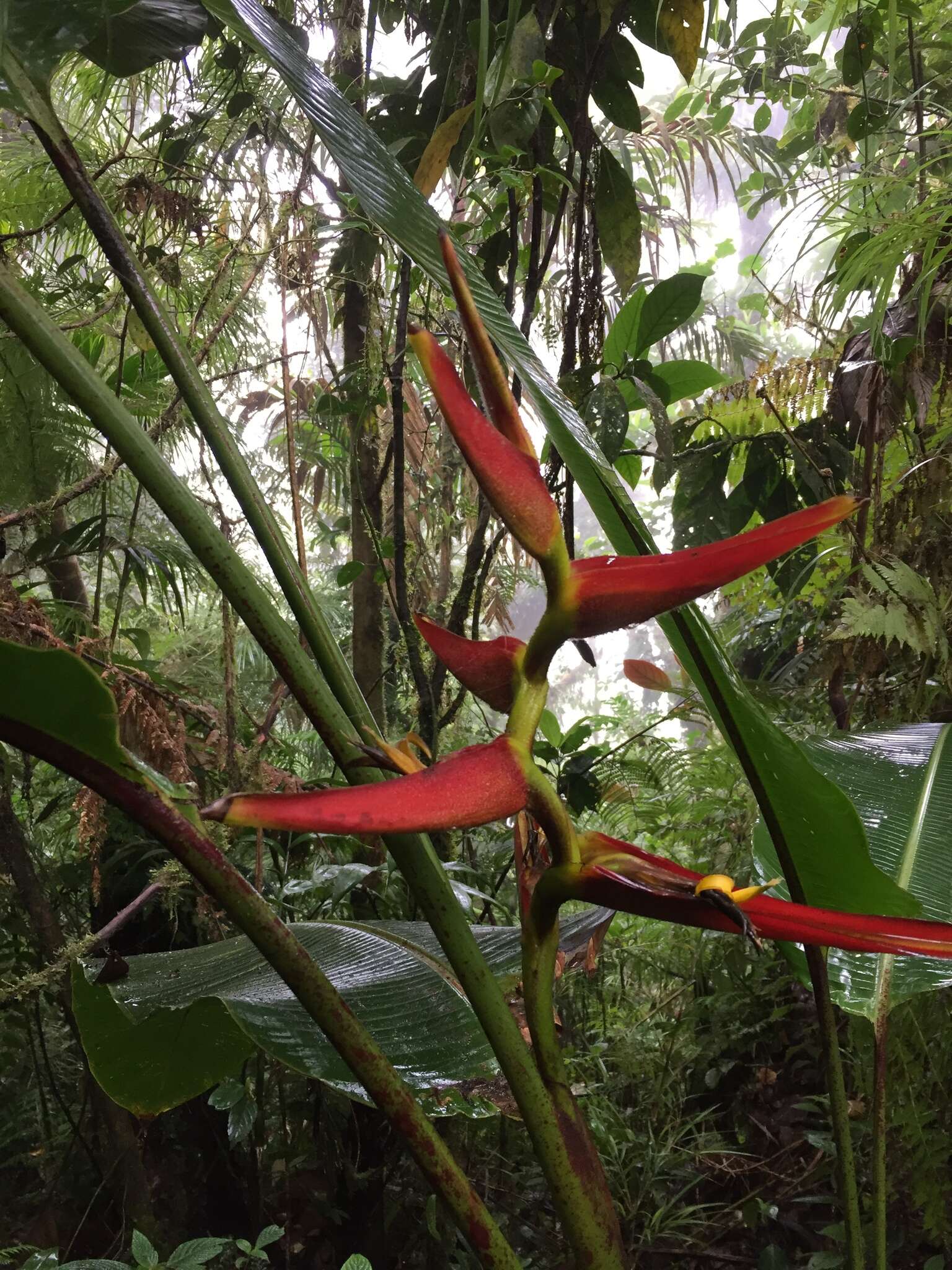 صورة Heliconia latispatha Benth.