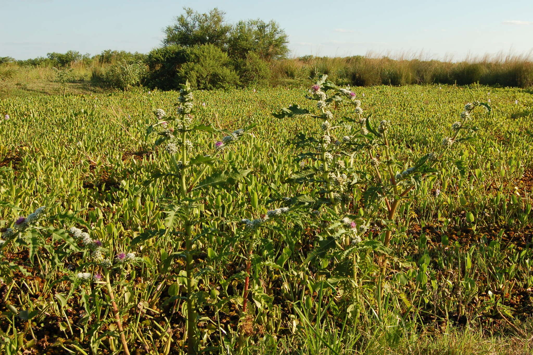 Imagem de Pacourina edulis Aubl.