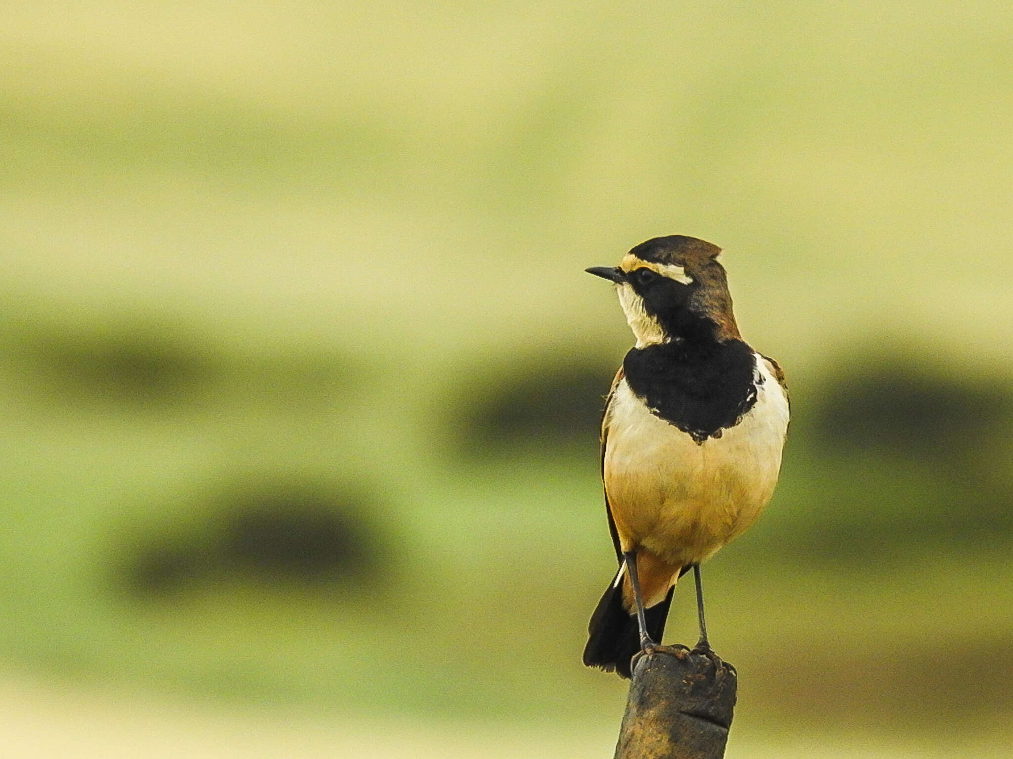 Image of Capped Wheatear