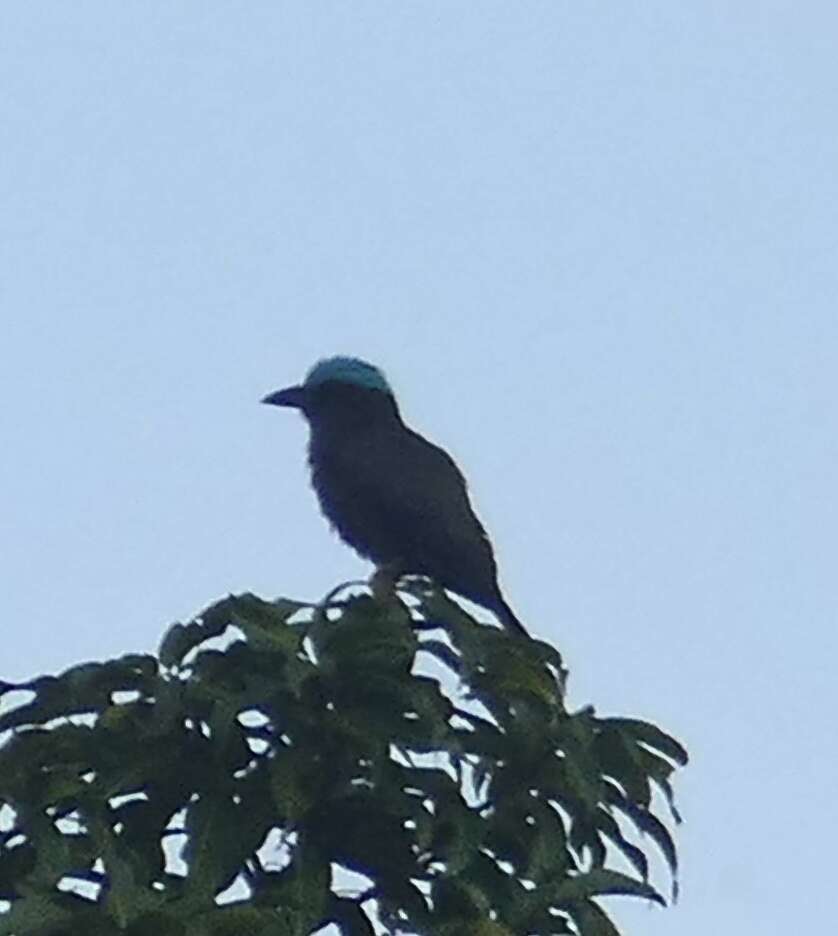 Image of Purple-winged Roller