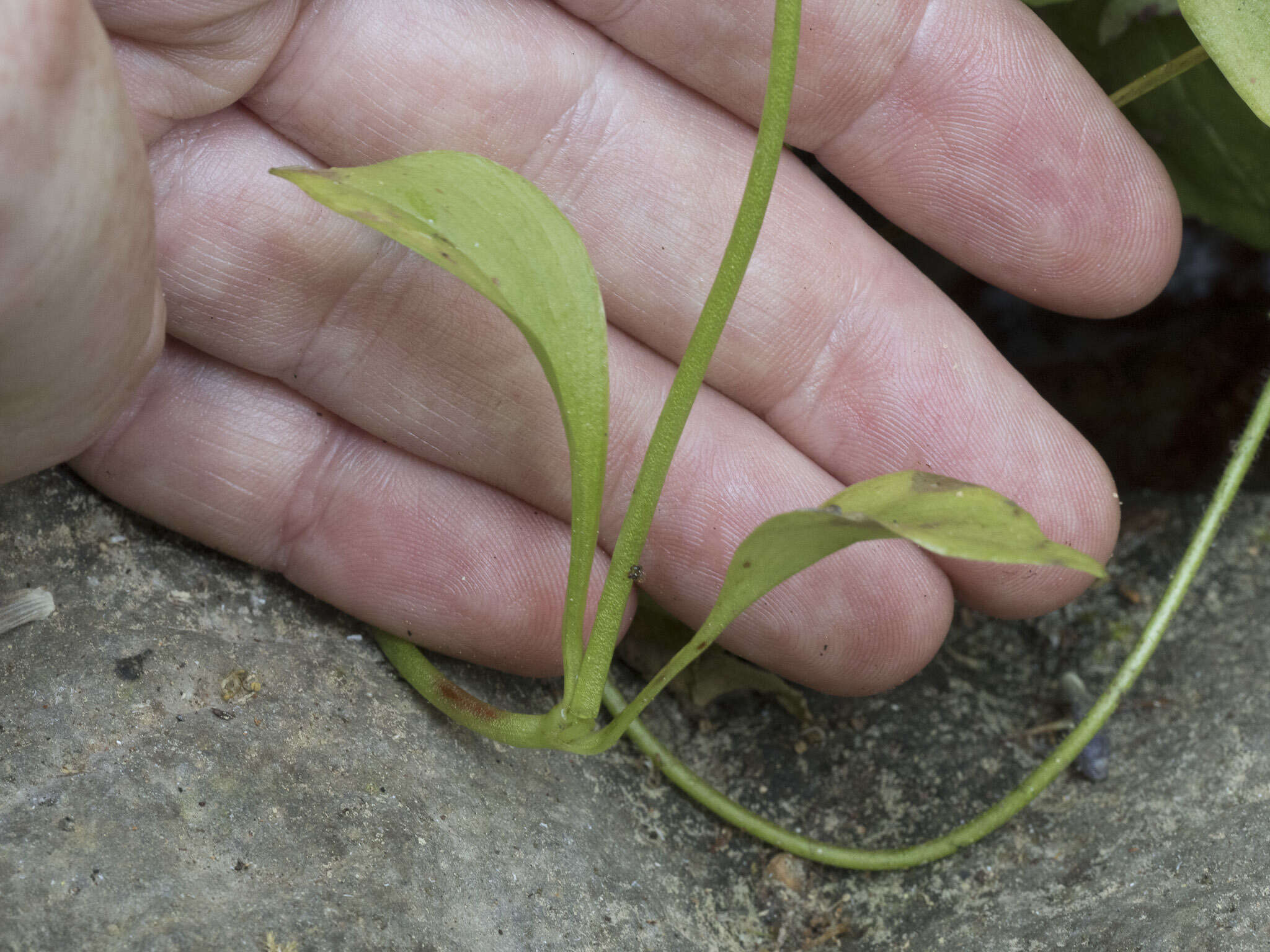 Claytonia palustris Swanson & Kelley resmi