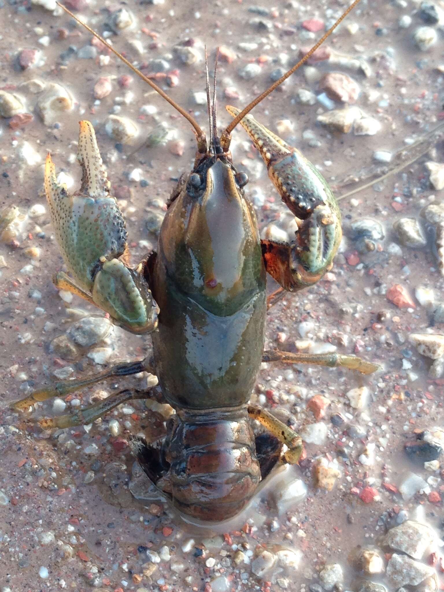 Image of Procambarus gracilis (Bundy 1876)