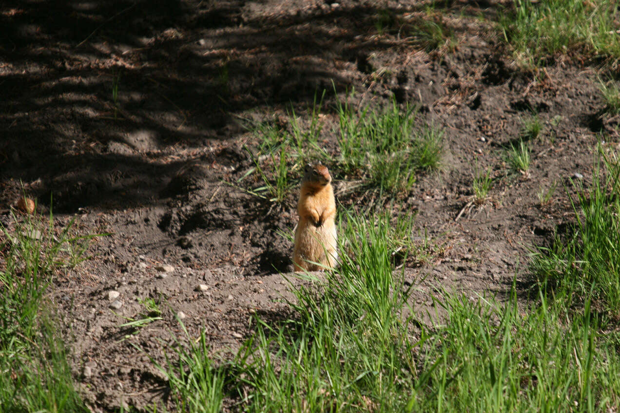 Image of Columbian ground squirrel