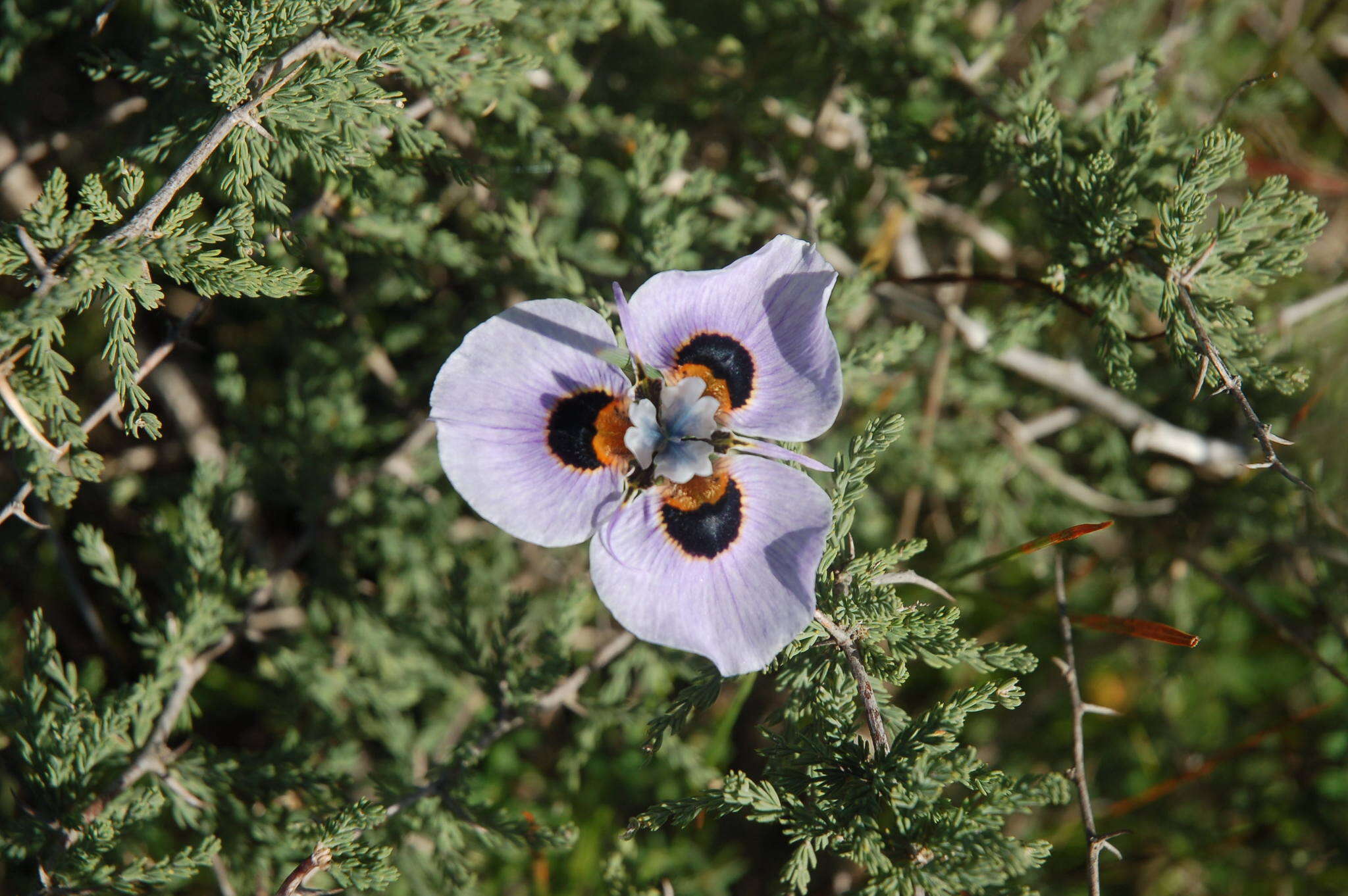 Image of Peacock moraea