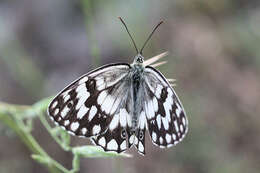 Image of Melanargia larissa Hübner 1827