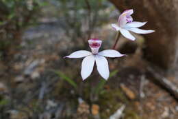 Image of Caladenia lyallii Hook. fil.