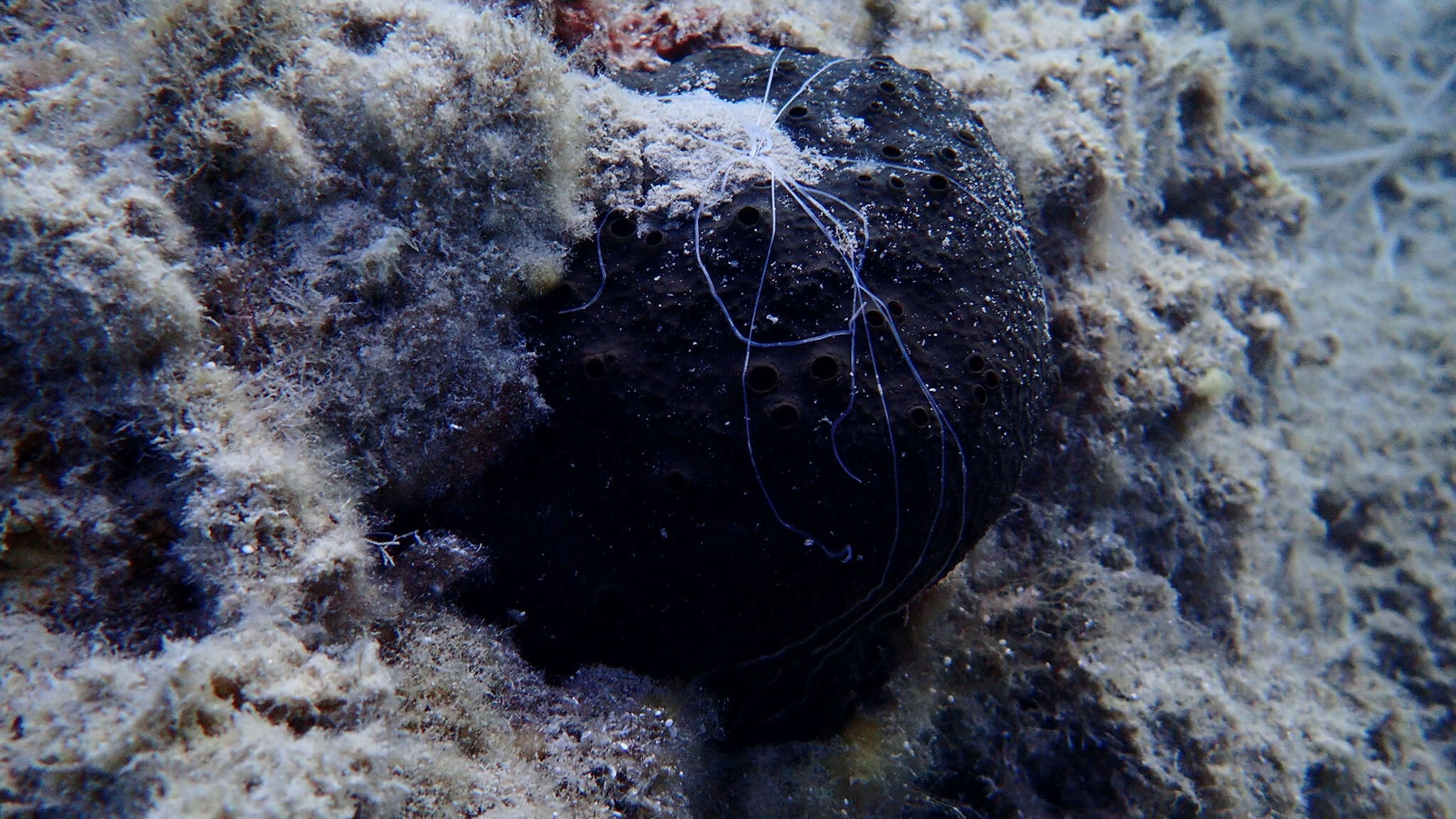 Image of black leather sponge