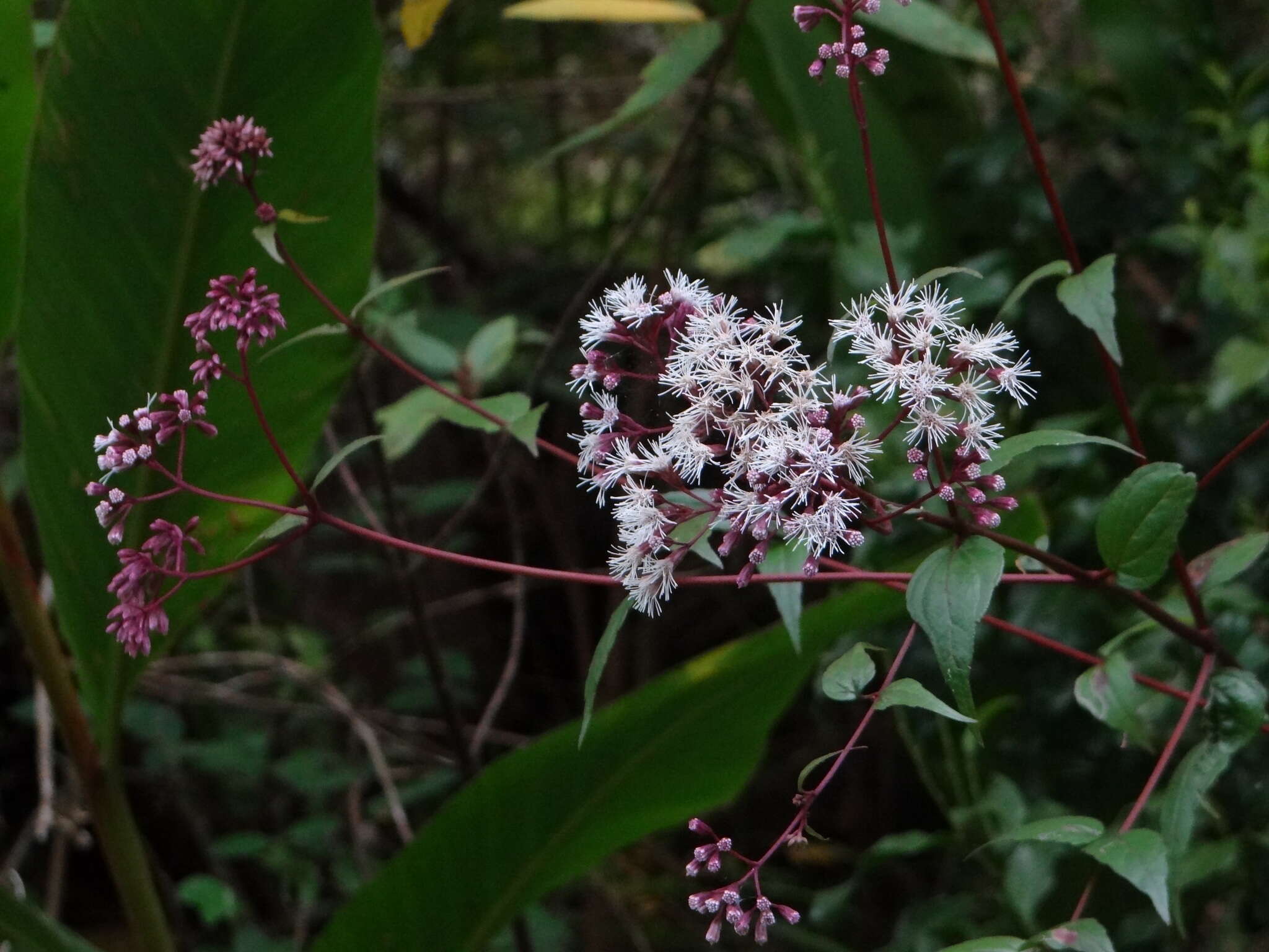 Eupatorium amabile Kitam. resmi