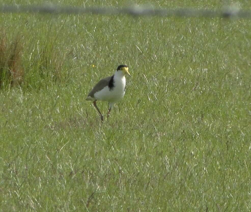 Image of Masked Lapwing