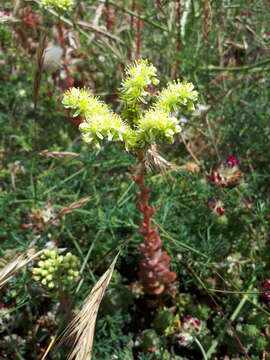 Image of Petrosedum sediforme (Jacq.) V. Grulich