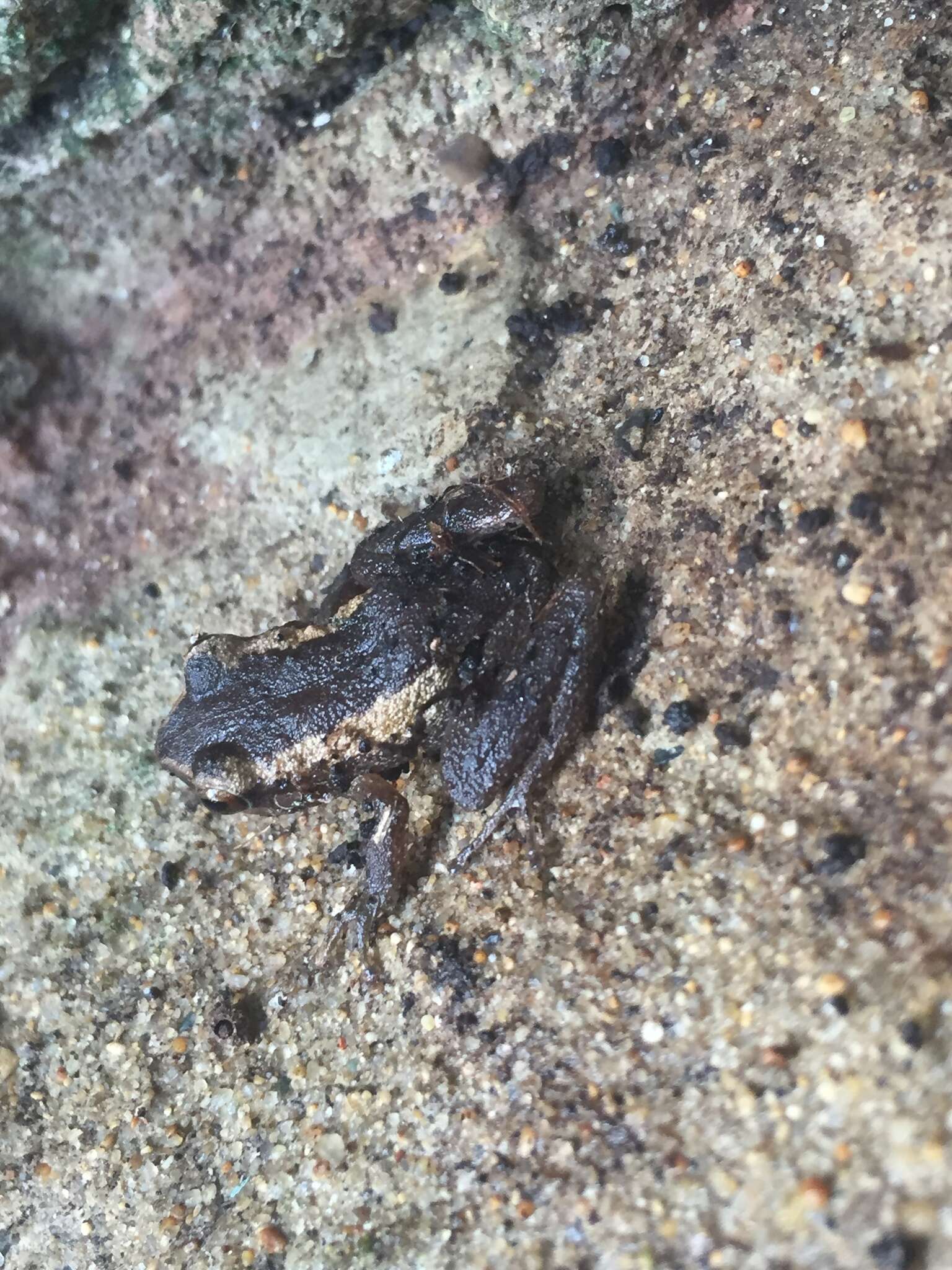 Sivun Eleutherodactylus coqui Thomas 1966 kuva