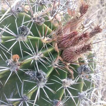 Image of Ferocactus flavovirens (Scheidw.) Britton & Rose