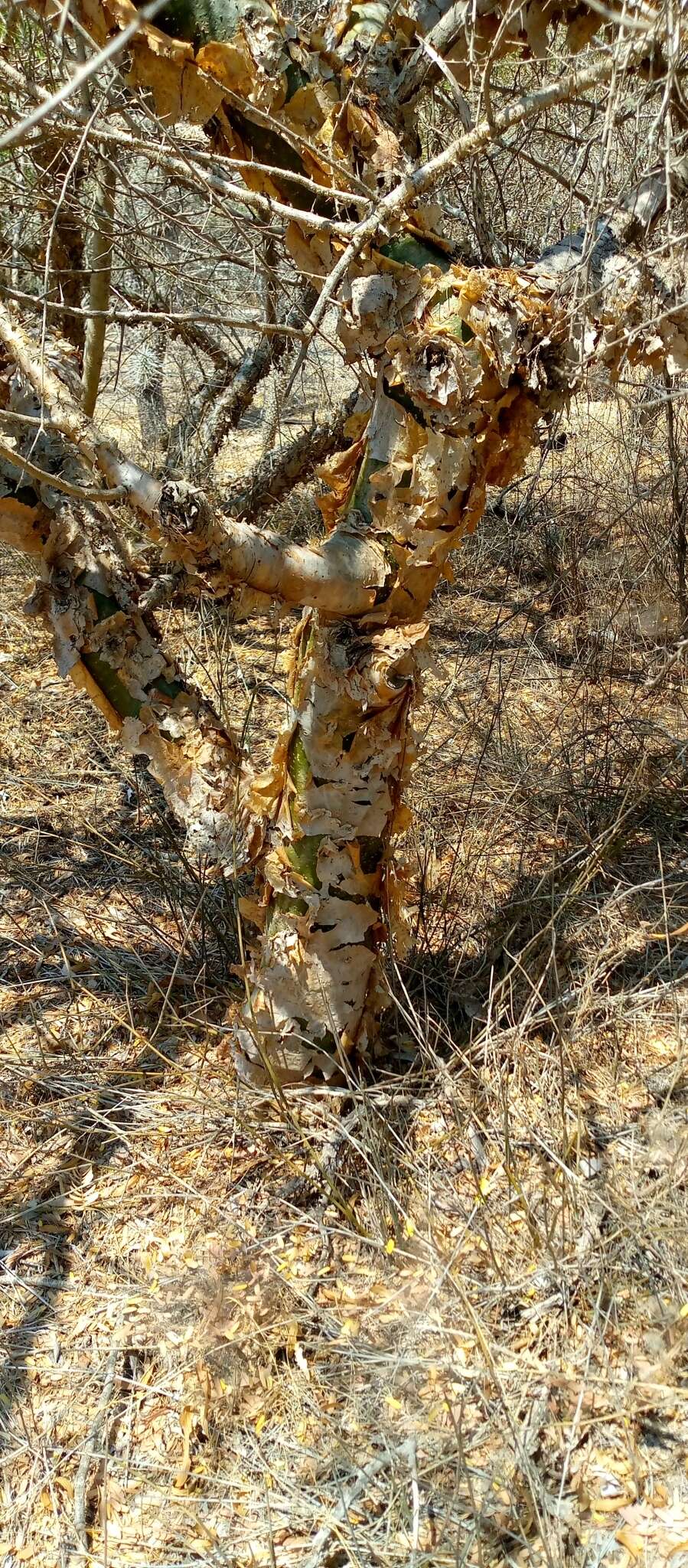 Plancia ëd Commiphora simplicifolia H. Perrier