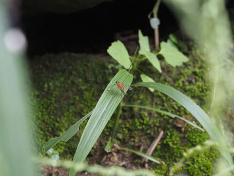 Image of Chrysopilus ferruginosus (Wiedemann 1819)