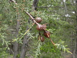 Image of Sargent Cypress