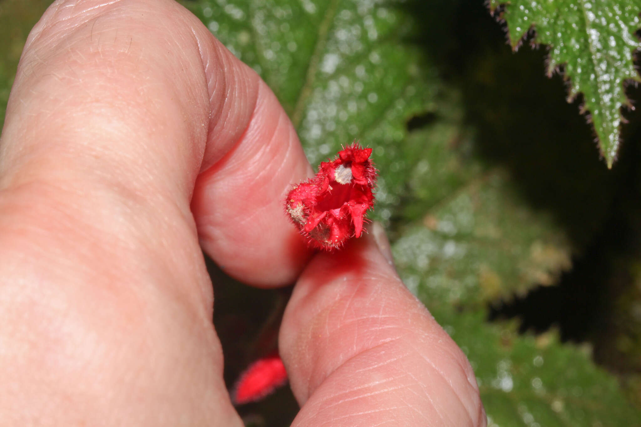 Image of Centropogon tessmannii E. Wimm.