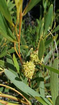 Image of Red-eyed Wattle