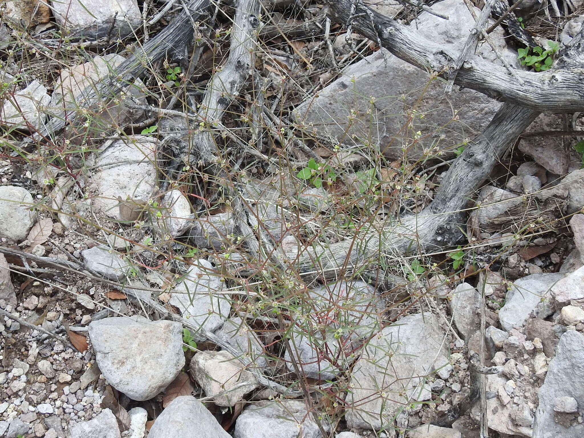 Image of blackseed spurge