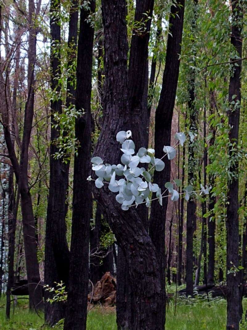 Image of Eucalyptus conspicua L. A. S. Johnson & K. D. Hill