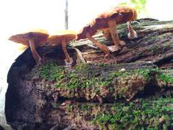 Image of Gymnopilus picreus (Pers.) P. Karst. 1879