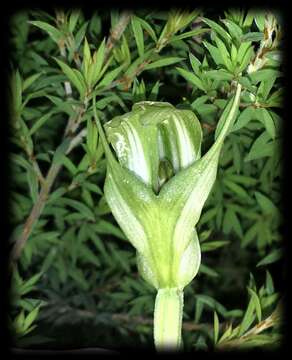 Image of Large mountain greenhood