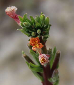 Plancia ëd Oenothera indecora Camb.