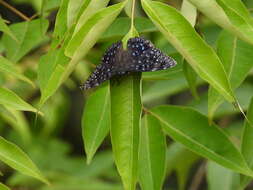 Image of Dichorragia nesimachus formosanus Fruhstorfer 1909