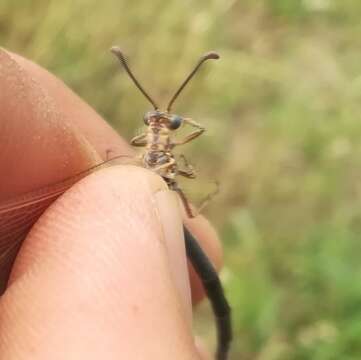 Creoleon lugdunensis (Villers 1789)的图像