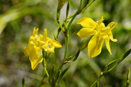 Image of Moraea ramosissima (L. fil.) Druce