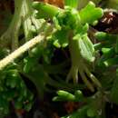 Image of Saxifraga moncayensis D. A. Webb