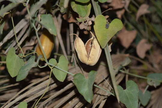 Image of Andalusian Dutchman's Pipe