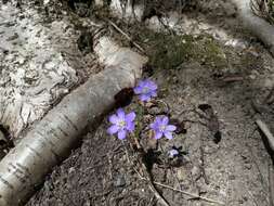 Plancia ëd Hepatica