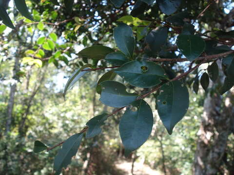 Imagem de Syzygium formosanum (Hayata) Mori