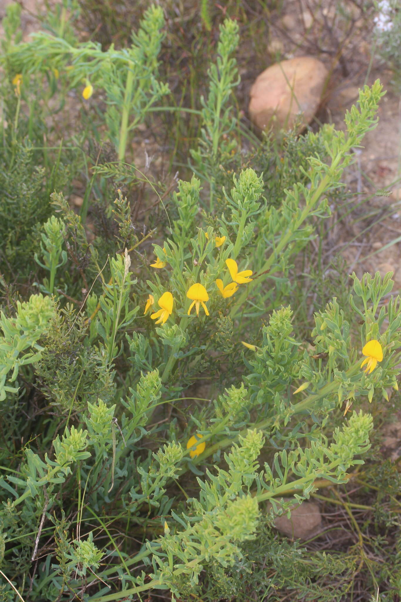 Image of <i>Rafnia <i>angulata</i></i> subsp. angulata