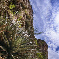 Image of Hechtia mapimiana López-Ferr. & Espejo