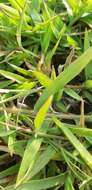 Image of Tropical Liverseed Grass