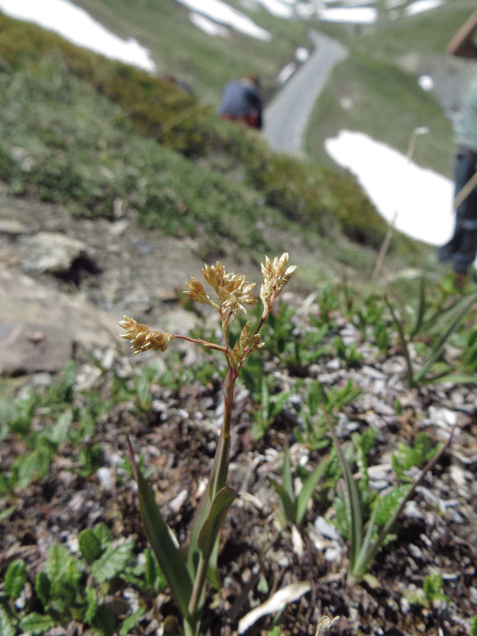 Image of Yellow Woodrush