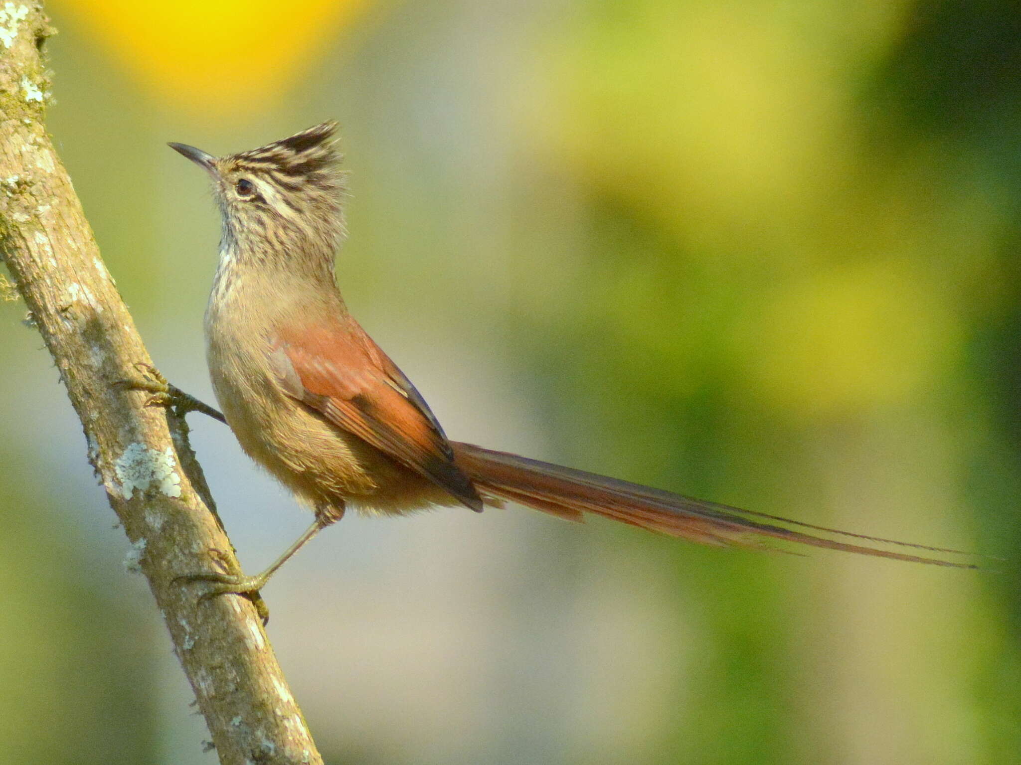 صورة Leptasthenura setaria (Temminck 1824)